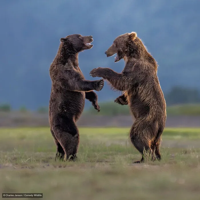 “Bears Sharing A Joke” By Charles Janson