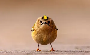 47 Of The Funniest Wildlife Photos Recognized By The 2026 Nikon Comedy Wildlife Awards