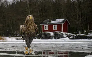 47 Of The Funniest Wildlife Photos Recognized By The 2026 Nikon Comedy Wildlife Awards