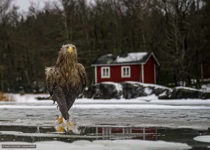 “Fashion Fades. Feather Coats Are Forever.” By Tapani Linnanmäki