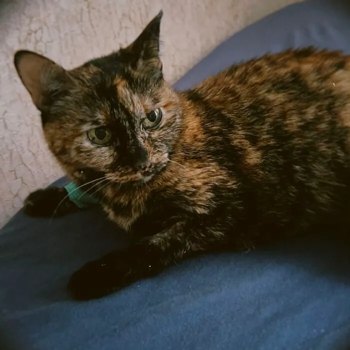 A tortoiseshell cat resting on a blue blanket, featured in the viral TikTok trend of life stories with pets