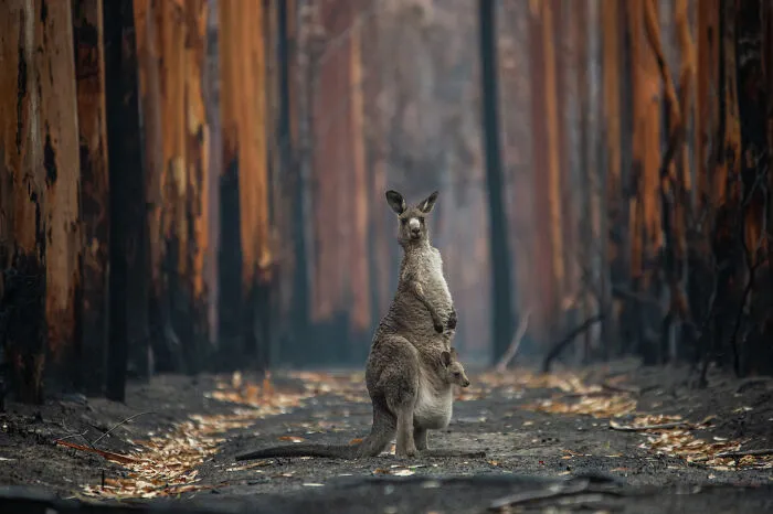 Npoty wildlife entry featuring a kangaroo with a joey in her pouch among burnt trees.