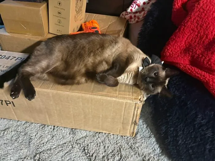Siamese cat with black bowtie on box in viral TikTok trend of life stories lived alongside pets