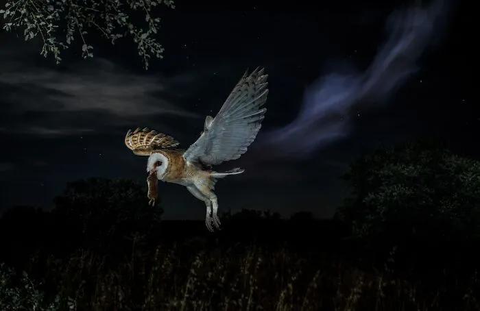 A barn owl flying at night carrying prey in its beak, highlighted in a NPOTY wildlife photo.