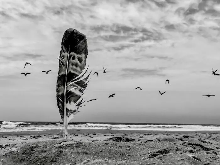 Black and white feather on beach with birds flying background iPhone photo