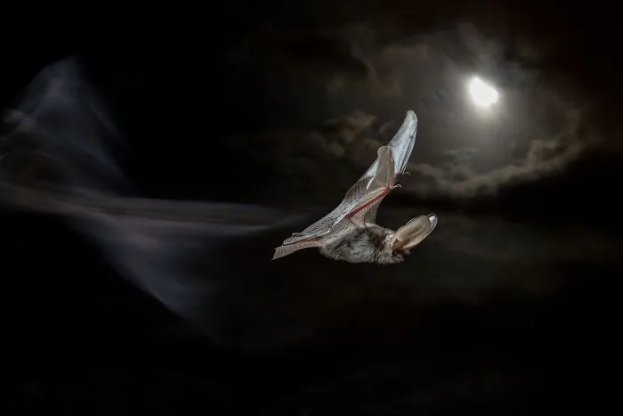 A bat flying against a full moon in the dark night sky, featured in a NPOTY nature shot.