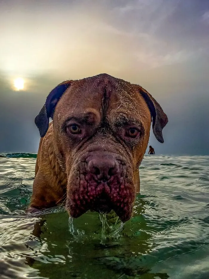 Portrait of wet dog in ocean water with sunset in background on iPhone