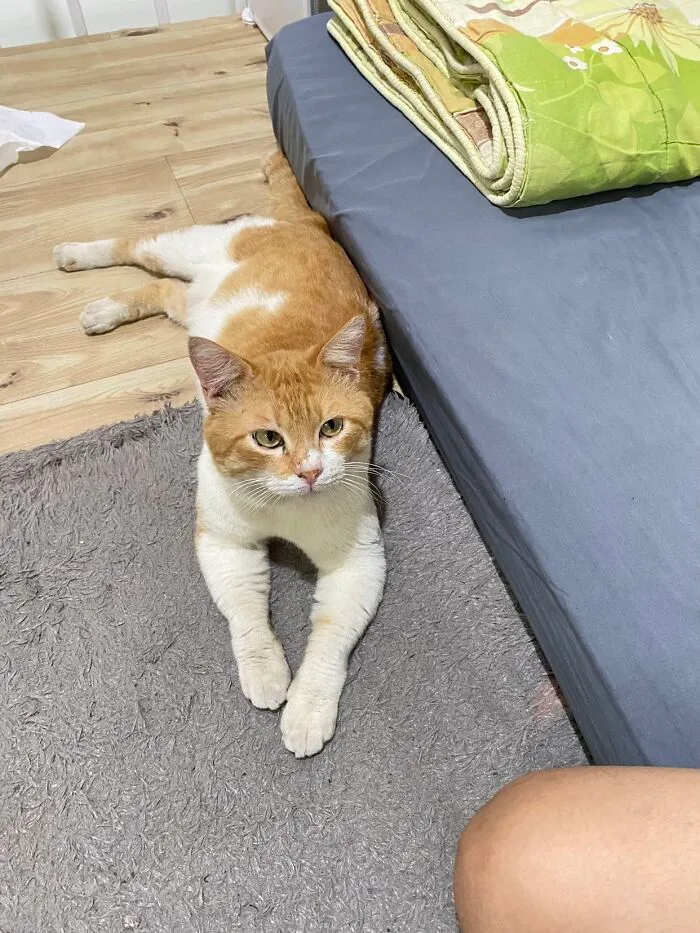 An orange and white cat lying down on a rug next to a bed, showing pet life stories