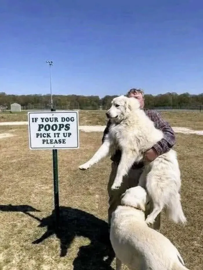 A man holding a large white dog next to absurd signs about picking up after your dog.