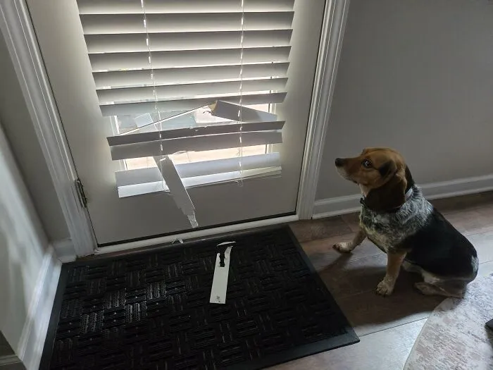 Dog sitting near door with damaged blinds after looking for trouble