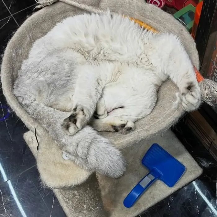 White bodega cat curled up sleeping in a cozy basket