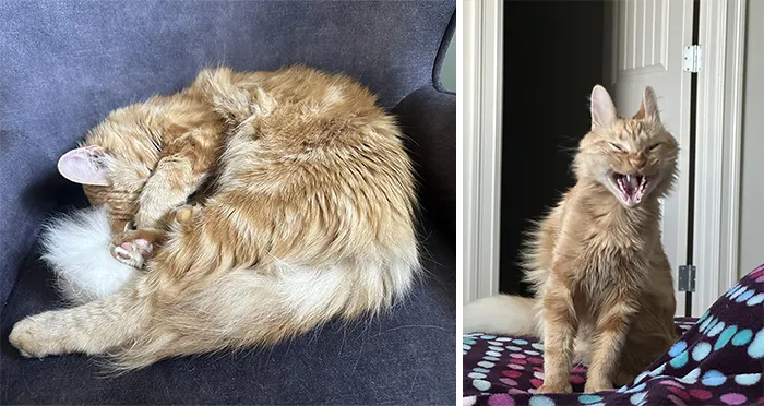 Fluffy orange cat curled up and yawning for funny cat photos