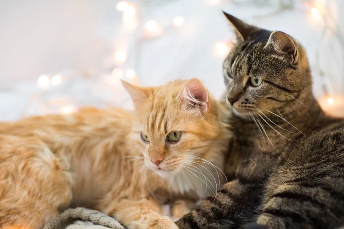 Two cats resting together, reflecting pet custody issues in emotional divorce stories.
