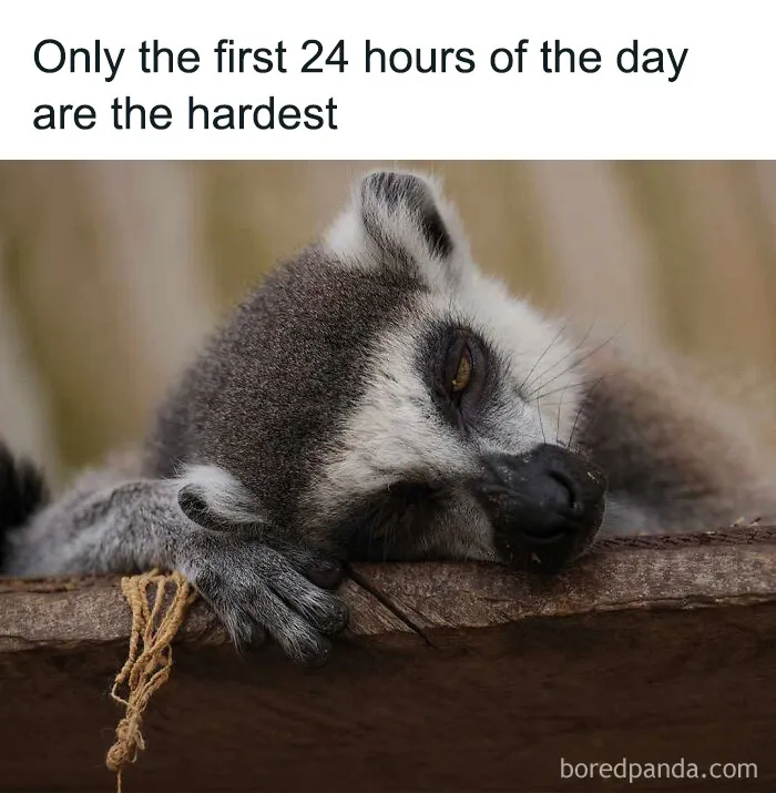 Cute animal memes feature a tired lemur resting its head lazily on a wooden surface.