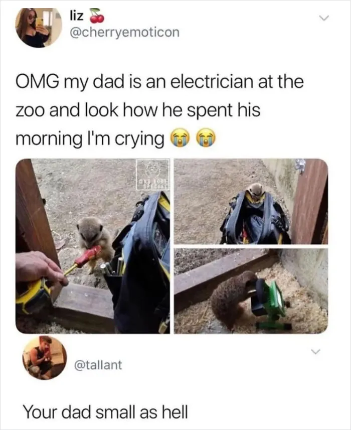 Hilarious electrician dad zoo meme with meerkat and tools