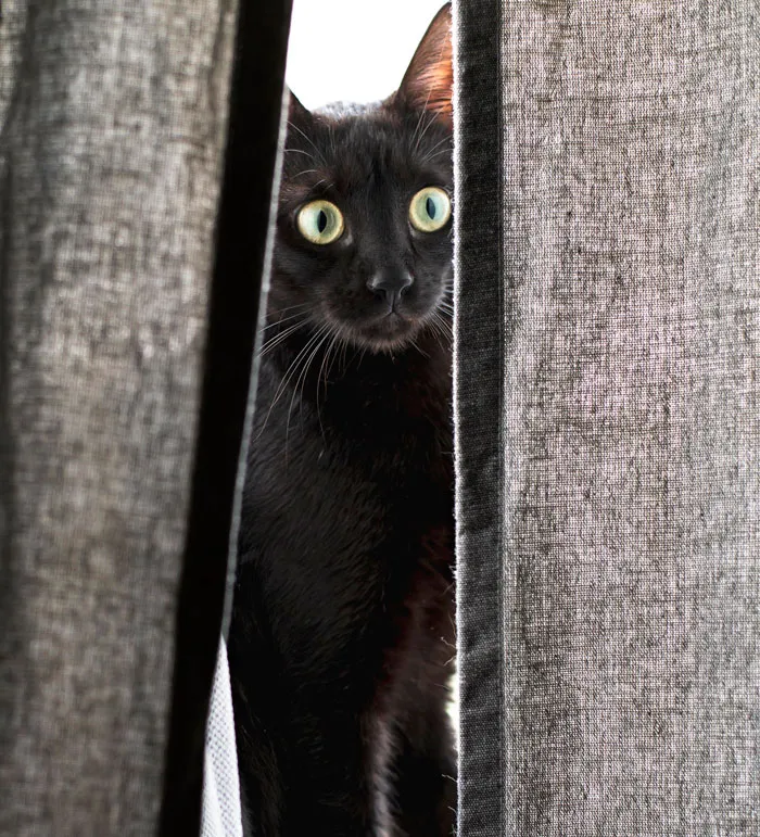 A wide-eyed black cat peeking through grey curtains, perfect for spooky Halloween stories.