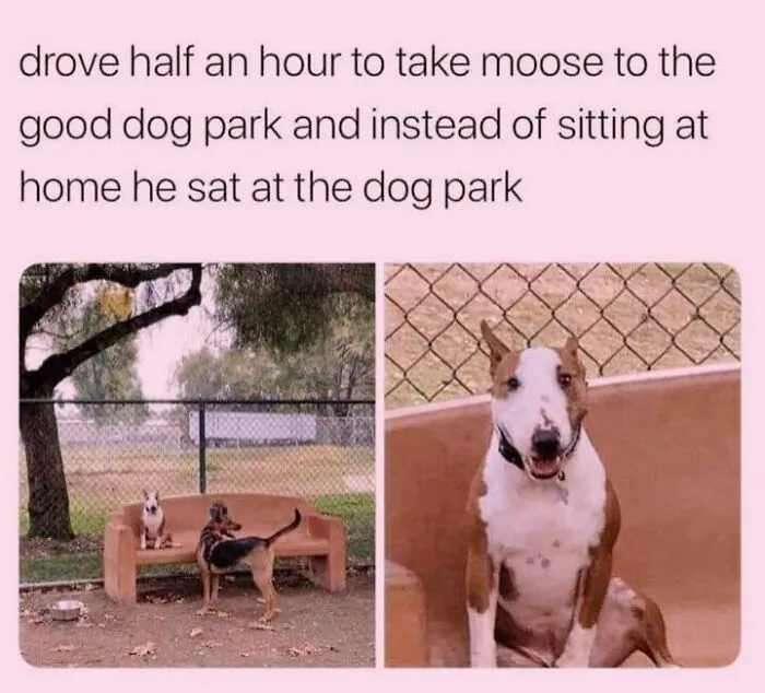 Funny dog meme about a bull terrier sitting on a bench at a dog park instead of playing.