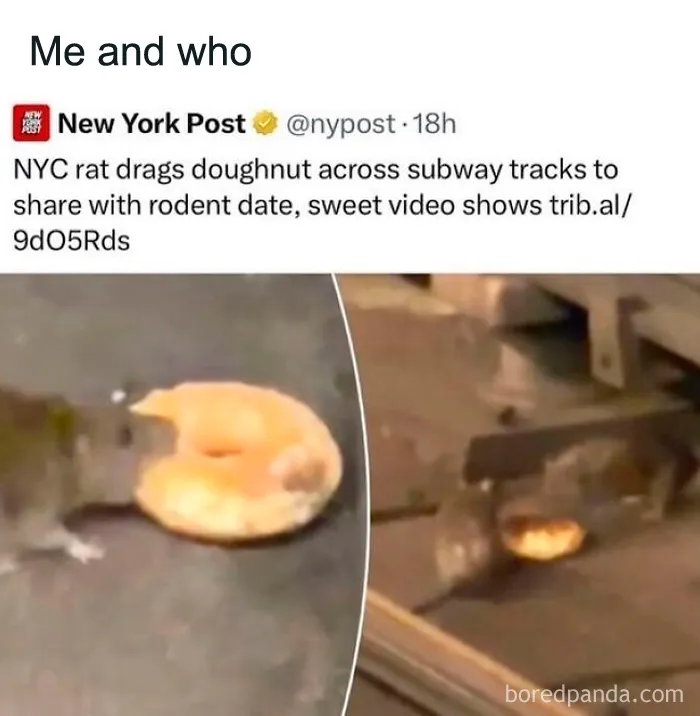 Relatable memes screenshot of news post about a rat sharing a doughnut on subway tracks