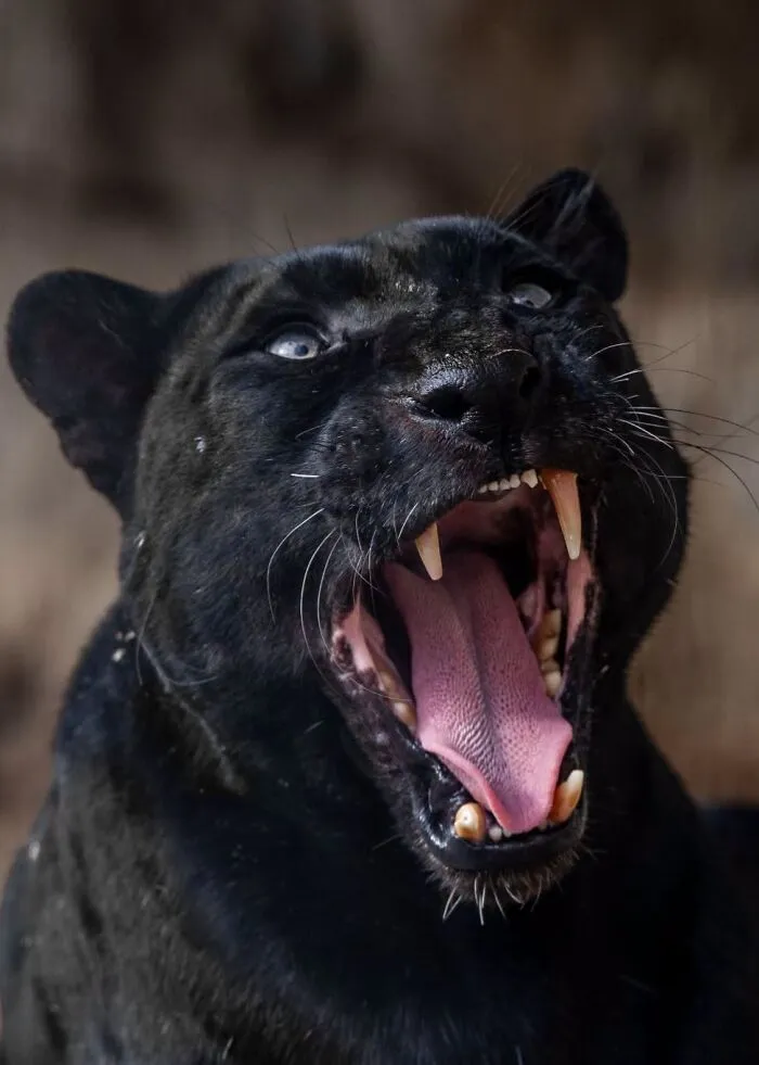 Close-up of a yawning black panther showing big cats reactions.