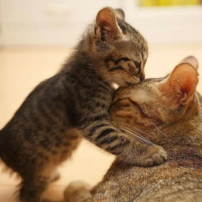 A tiny tabby kitten gently hugs and kisses its mama cat on the head.