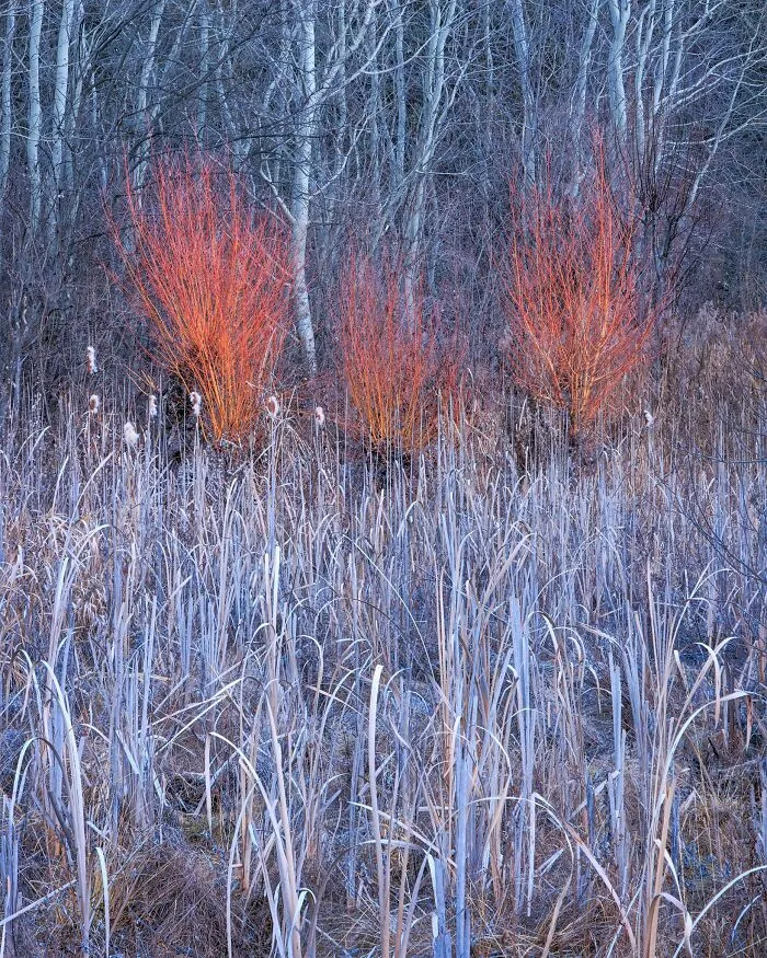 Vibrant orange bushes amongst tall grasses captured for Natural Landscape Photography Awards 2026
