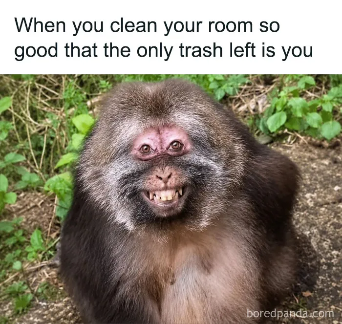 Cute animal memes show a funny smiling monkey with visible teeth outdoors.