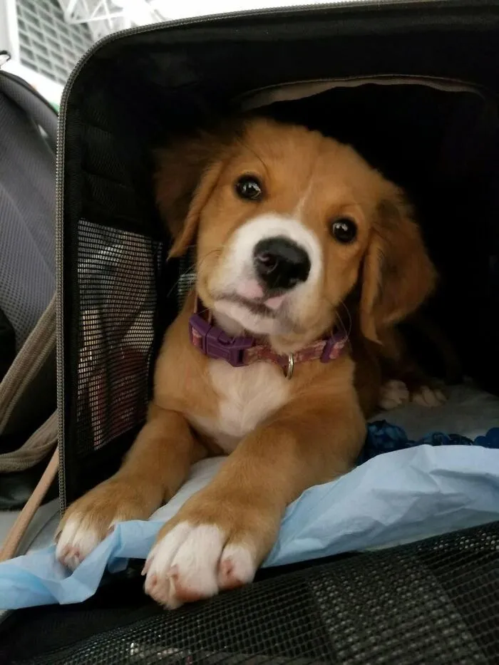 An adorable abandoned puppy with a purple collar looking out from a pet carrier