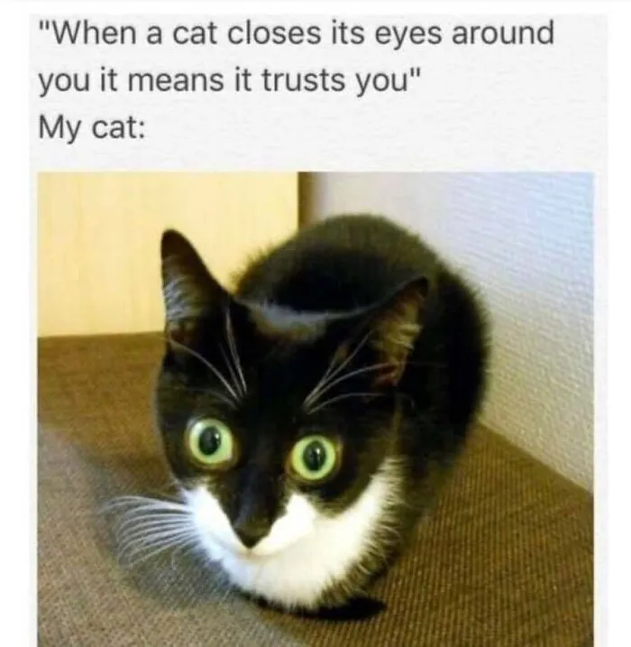 Humorous cat memes showing a black and white cat with wide staring eyes.