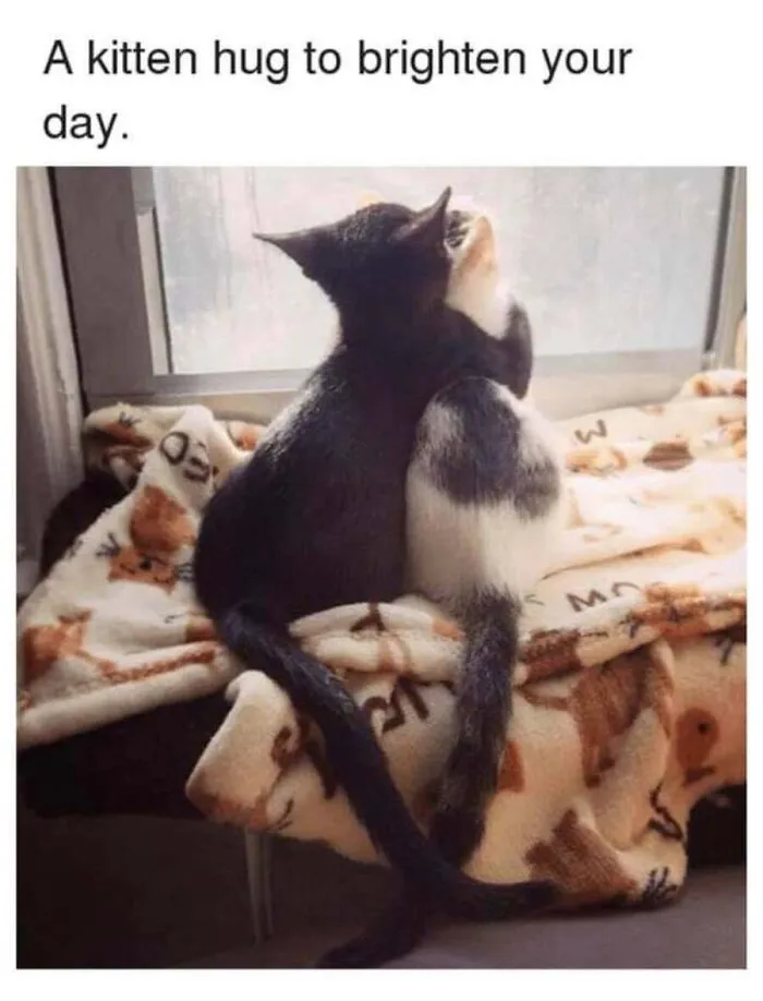Cute cat memes featuring two small kittens hugging each other warmly on a cozy blanket by the window.