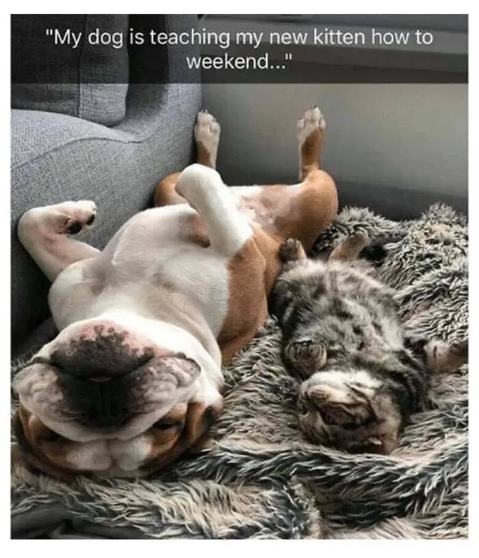 Humorous cat memes showing a bulldog and a small tabby kitten sleeping side-by-side on their backs.