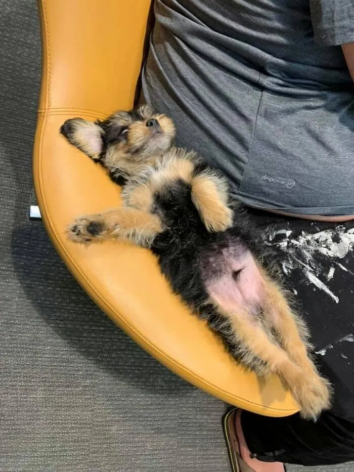 An adorable small puppy sleeping soundly on its back on a yellow chair.