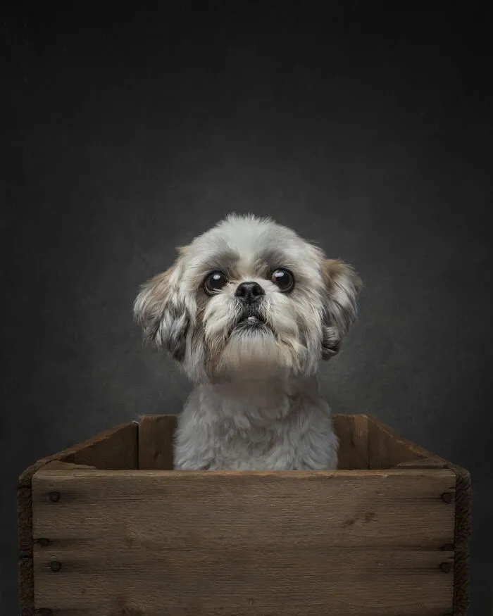 Small dog with big eyes sitting in wooden crate in doggy portrait