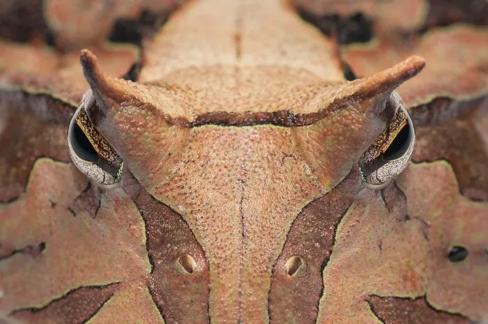 Extreme close-up of a horned frog head showing intricate skin patterns for a NPOTY entry.