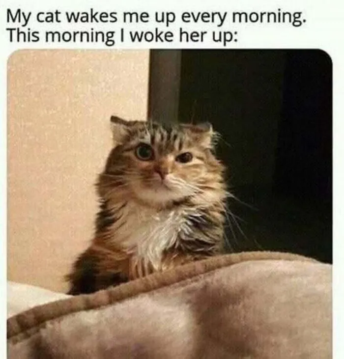 Hilarious cat meme with a wide-eyed cat looking annoyed after being woken up.