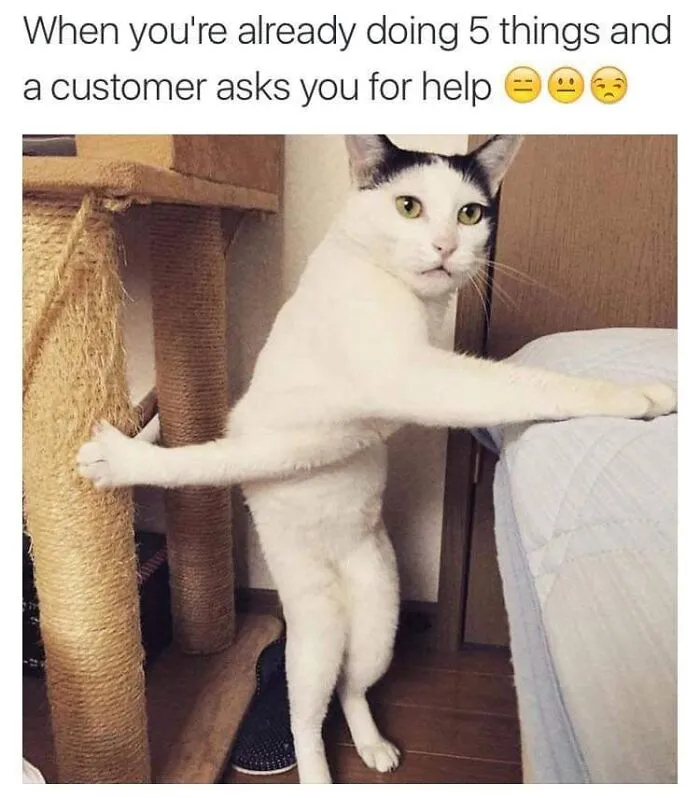 Relatable cat memes showing a white cat standing awkwardly like an overwhelmed employee.