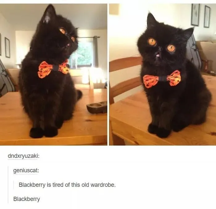 Funny cat memes post featuring a cute black cat wearing an orange Halloween bow tie.