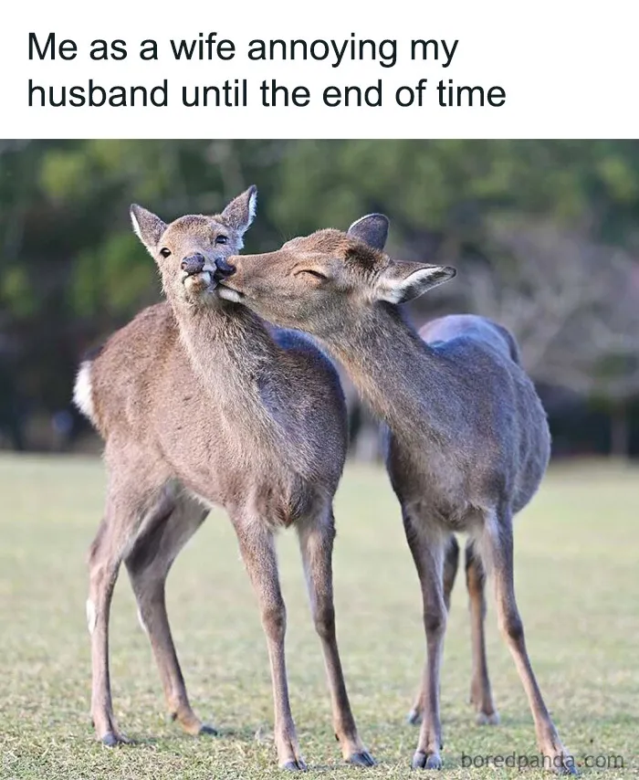 Cute deer affectionate with another deer, featured as a relatable animal meme about annoying a partner.