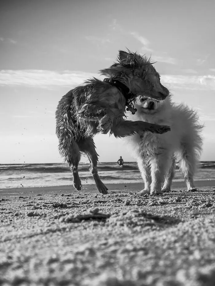 Black and white photo of two dogs playing on the beach captured on iPhone