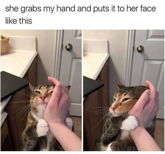 Wholesome cat memes showing a cute tabby cat pulling its owner hand to hold against its cheek.