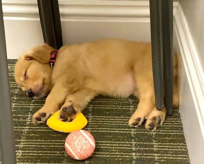 A cute sleeping puppy resting under a chair with its toys on the carpet.