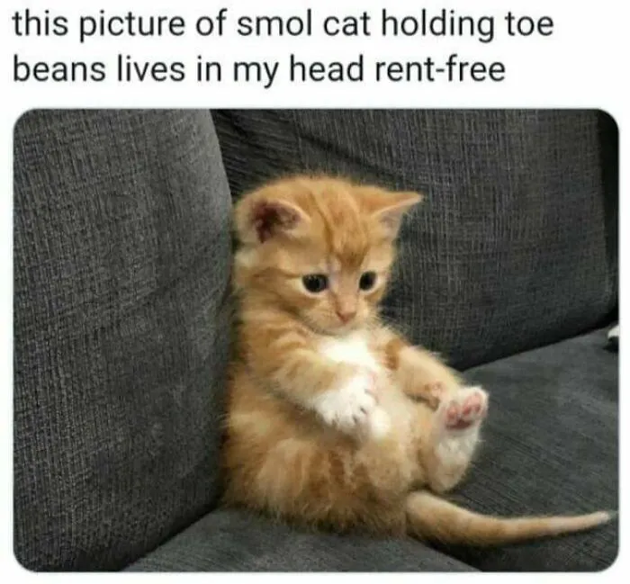 Adorable cat memes featuring a tiny orange kitten sitting on a sofa and holding its own back paws.