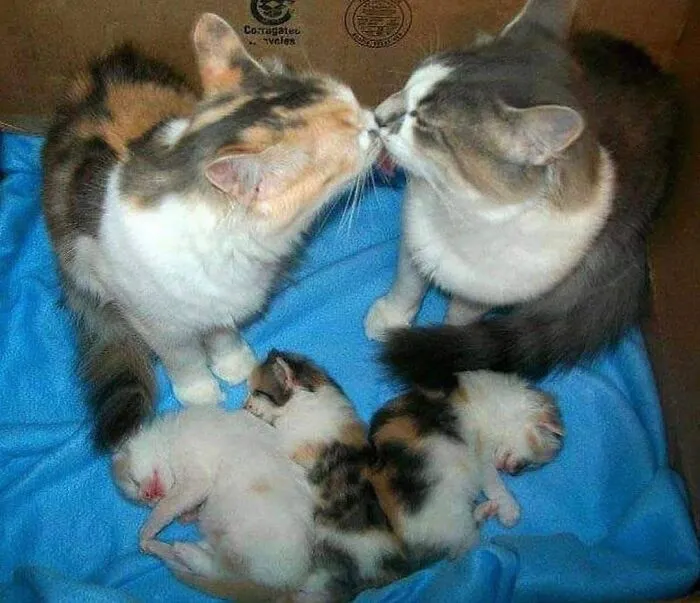 Two mama cats touching noses over a bed of newborn kittens in a cozy box.