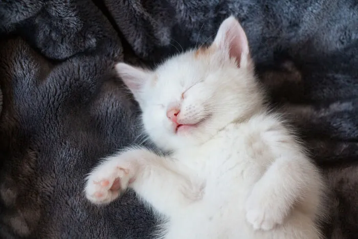 A cute white kitten sleeping peacefully, representing obvious lies people tell about pet behavior.