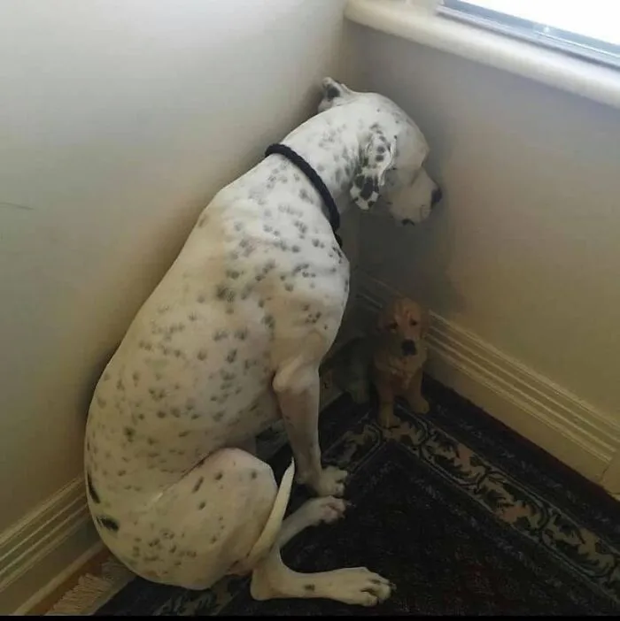 Spotted dog staring at toy dog in corner showing dog trouble