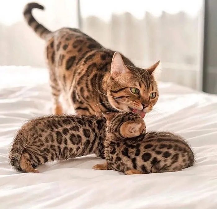 Spotted Bengal mama cat grooming her cute tiny kitten on a white bed sheet.