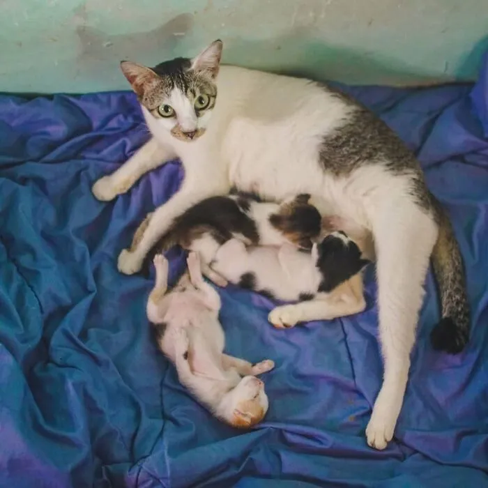 A mama cat lying down while nursing her tiny newborn kittens on a blue blanket.
