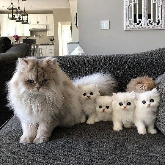 A fluffy white Persian mama cat sitting on a couch with her five tiny fluffy kittens.