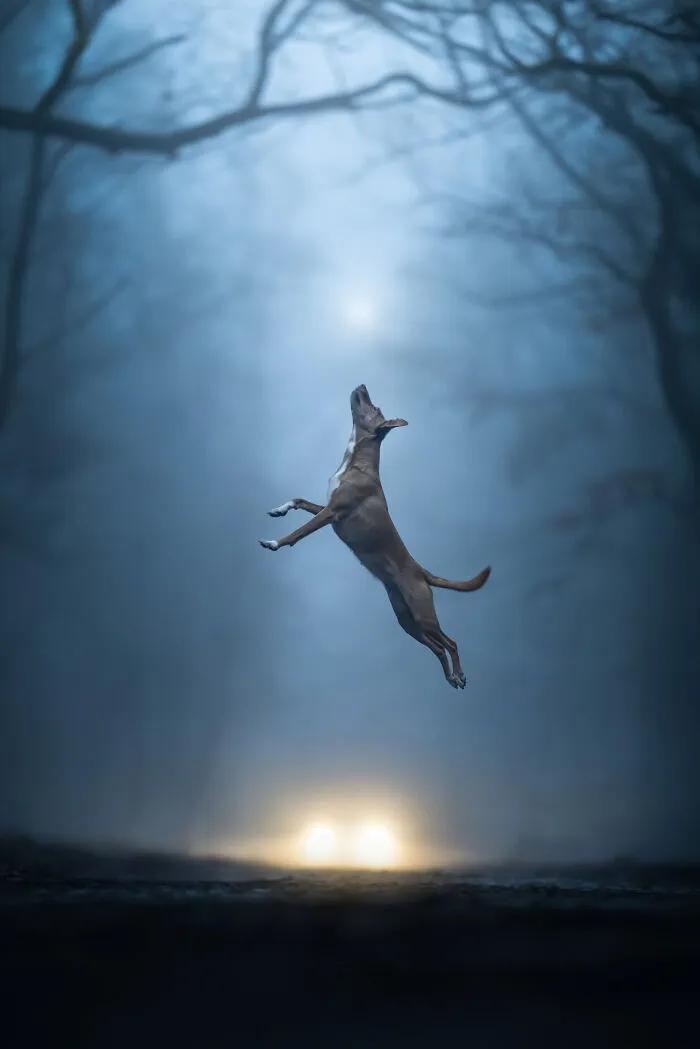 A brown dog jumping high in the air in a misty forest at night, winning entry for Dog Photography Awards.