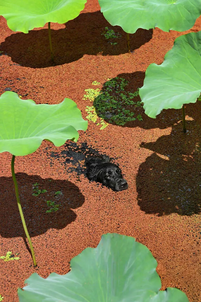 A black dog swimming through a lily pad pond, featured in the 2026 Dog Photography Awards.
