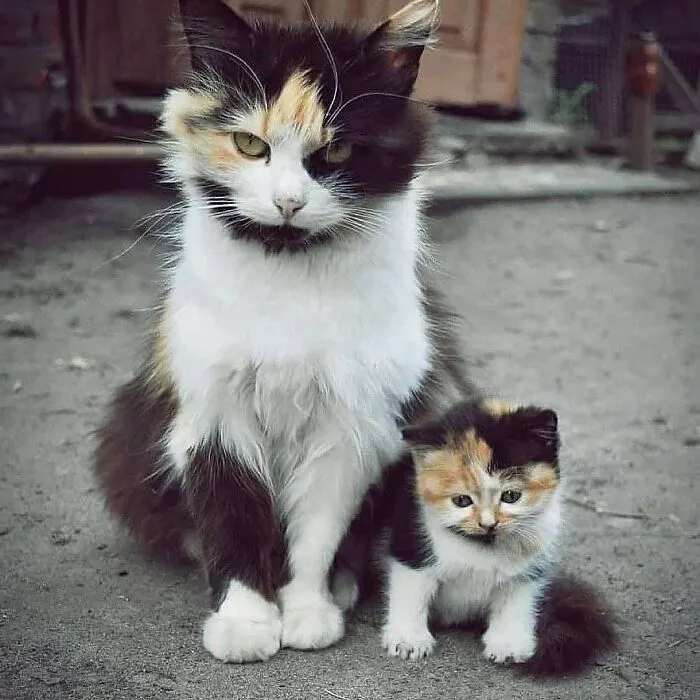 A fluffy calico mama cat sitting outside next to her identical miniature kitten.